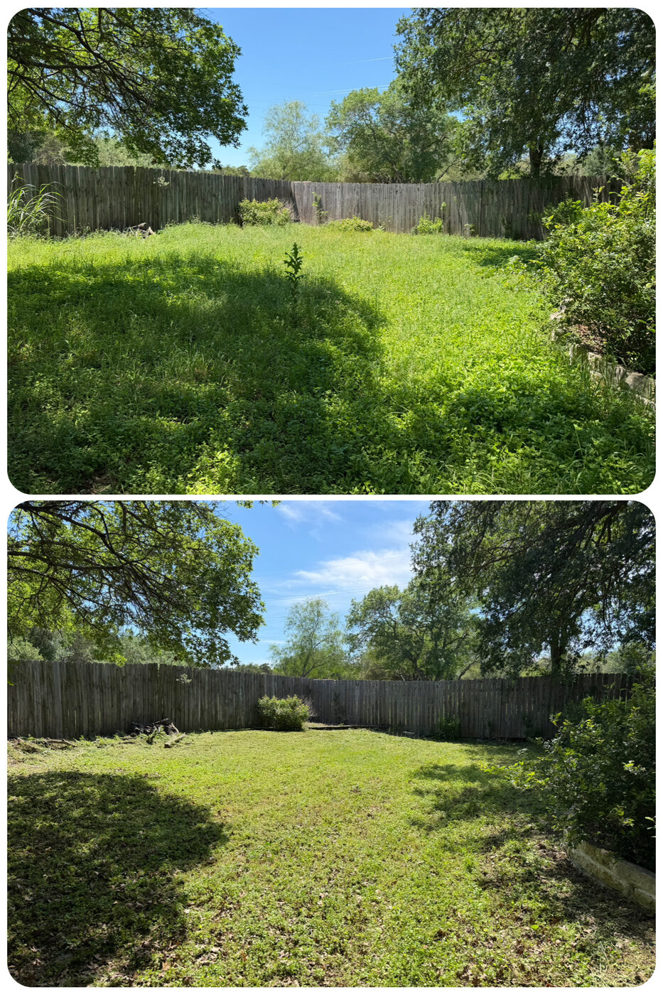 Backyard before and after: weeds and overgrowth cleared to bare, mowed lawn